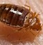 Image result for Carpet Beetle and Bed Bug Difference