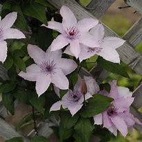 Image result for Clematis Hadley