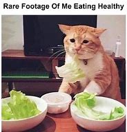 Image result for Cat Eating Salad Meme Face