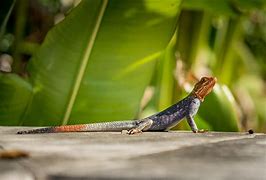 Image result for Agama Lizards as Pets