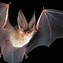 Image result for Northern Long-Eared Bat Range