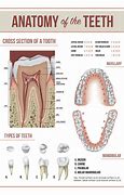 Image result for Human Tooth Anatomy Diagram