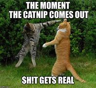 Image result for Cat Fighting Meme