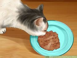 Image result for Kitten Solid Food