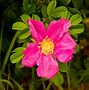 Image result for New England Spring Wildflowers
