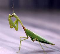 Image result for A Picture of a Praying Mantis