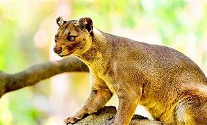 Image result for Pictures of La Coque Madagascar