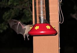 Image result for Bats at Hummingbird Feeder