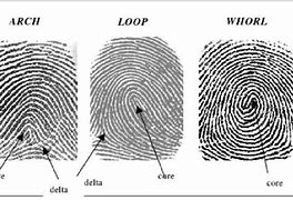 Image result for Fingerprint PDF