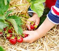Image result for Picking Up Strawberries Image