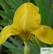 Image result for Iris Brassie (Pumila-Group)