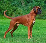 Image result for Largest Boxer Dog