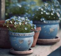 Image result for Forget Me Not in Round Pots