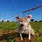 Image result for Land Mine Sniffing Rats