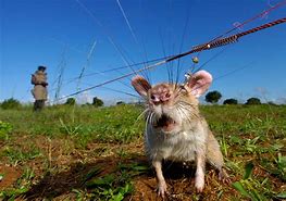 Image result for Land Mine Sniffing Rats
