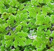 Image result for axrolla