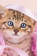 Image result for You Are the Best Cat