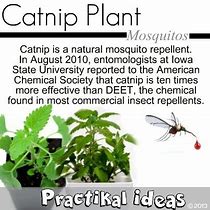 Image result for Catnip Mosquito Repellent