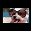 Image result for Cute Puppies with Glasses