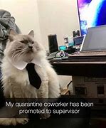 Image result for Newest Supervisor Animal Meme