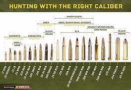 Image result for Hunting Rifle Calibers Smallest to Largest