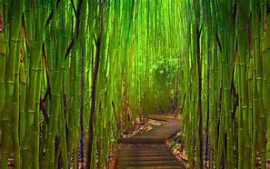 Bamboo Forest 的图像结果
