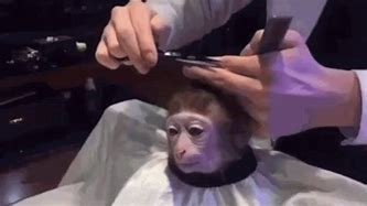 Image result for Monkey Haircut Meme