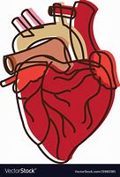 Image result for Medical Heart Clip Art