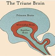 Image result for Paul MacLean Triune Brain Theory