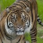 Image result for Tiger Animal