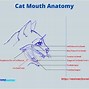 Image result for Cat Jaw Bone