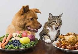 Image result for Cat Snack Bar Game