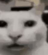 Image result for Uncany Cat Meme