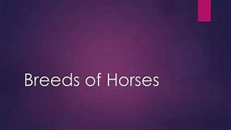 Image result for Light Horse Breeds