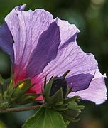 Image result for Hibiscus syriacus Summer Ruffle