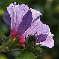 Image result for Hibiscus syriacus Cielo