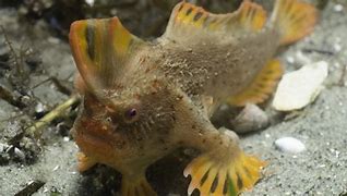 Image result for Animal Planet fish