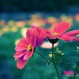 Image result for Images of Cute Flowers