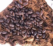 Image result for Isopod Roly Poly