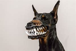 Image result for Scary Dog Teeth