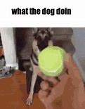 Image result for What the Dog Doing Meme GIF