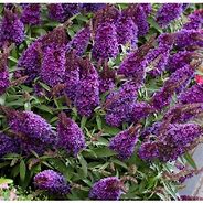 Image result for Buddleja davidii Butterfly Candy Little Purple