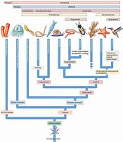 Image result for Animal Evolution Chart