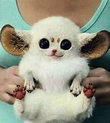 Image result for Weirdest Baby Animals