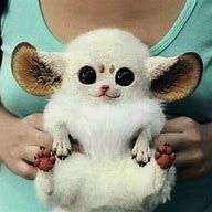 Image result for Weird Cute Animals
