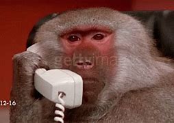 Image result for The Tree Is Calling Meme