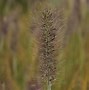 Image result for Pennisetum alopecuroides Weserbergland