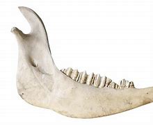 Image result for Wild Boar Jaw Bone