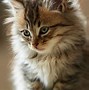 Image result for Cute Fluffy Kittens Wallpaper