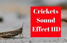 Image result for Cricket Animal Sound